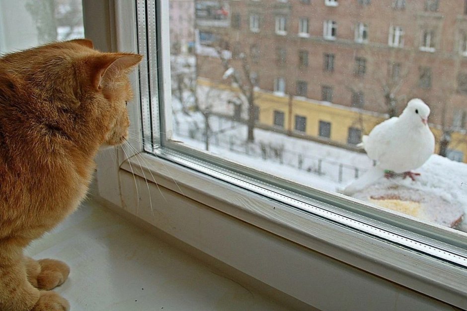 Кошка на подоконнике