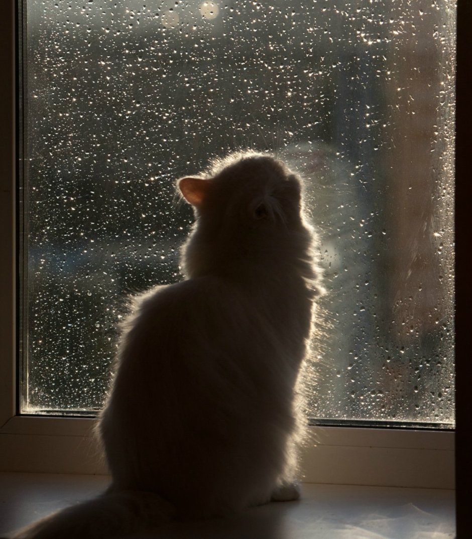 Кошки на окошке