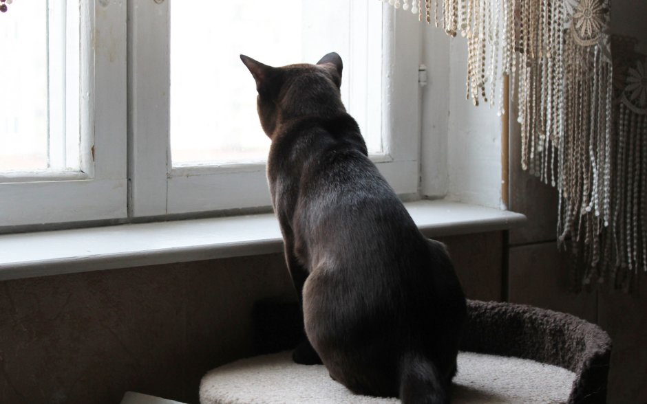 Котенок на подоконнике