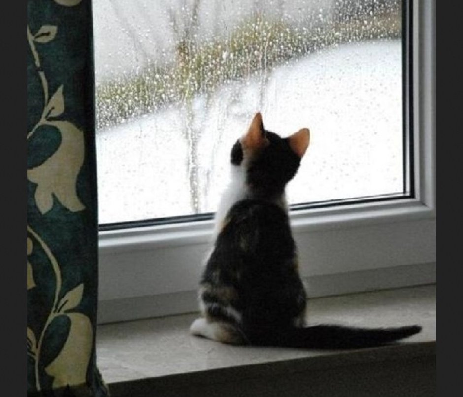 Кошка на подоконнике