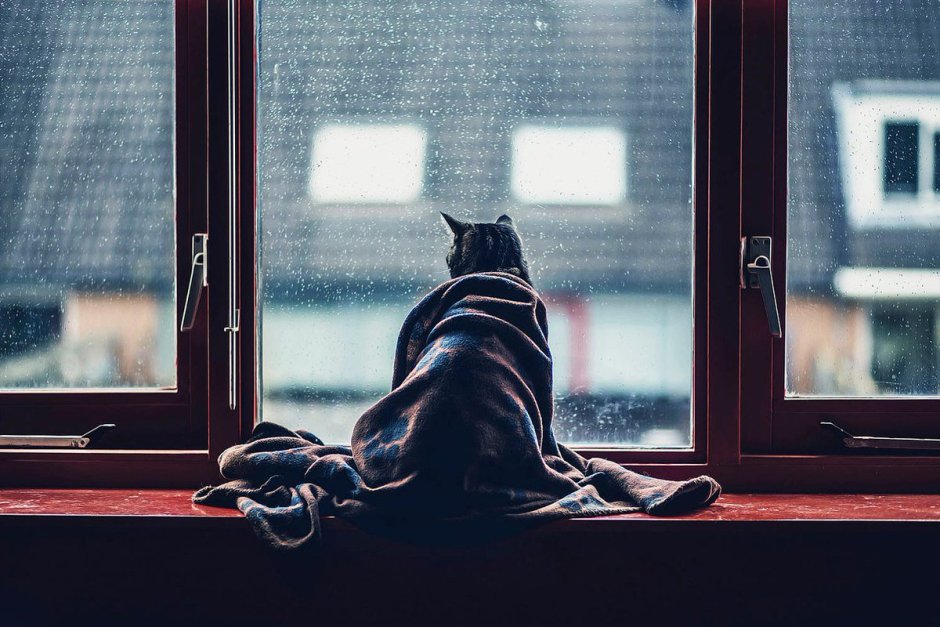 Кот на окне лето