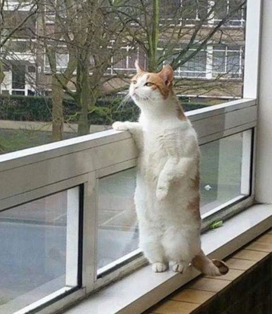 Кошка за окном