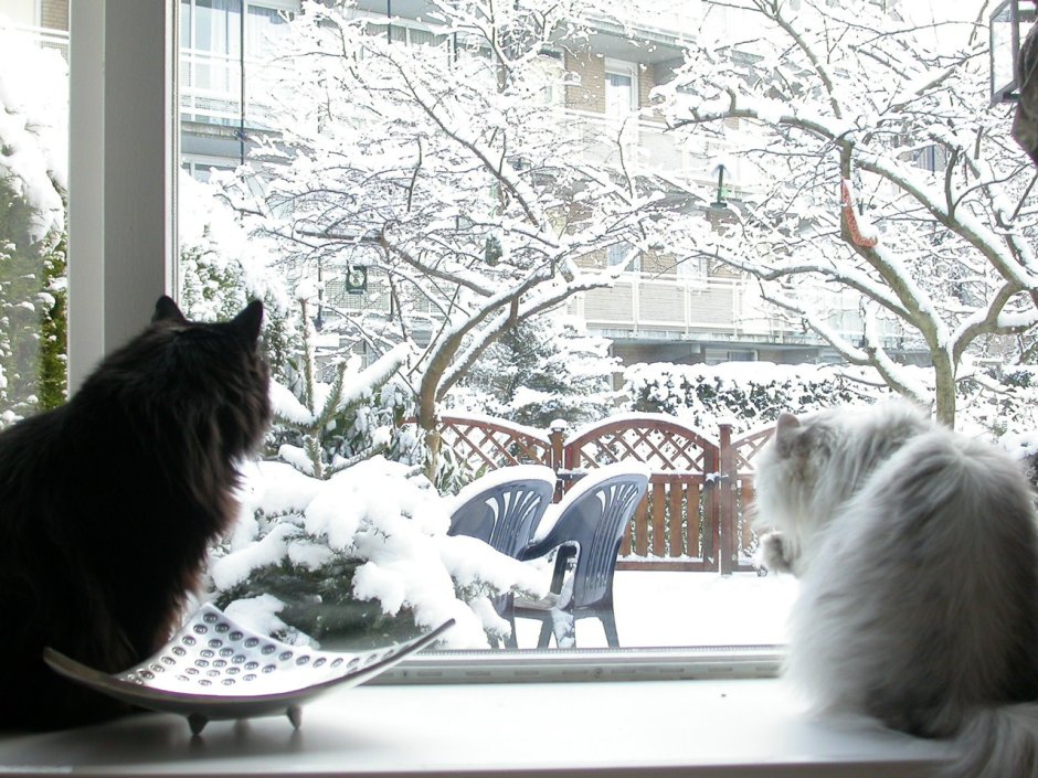 Котенок на подоконнике