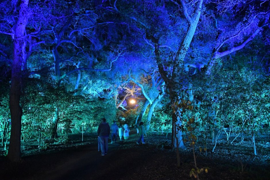 Enchanted Forest descanso Gardens Light