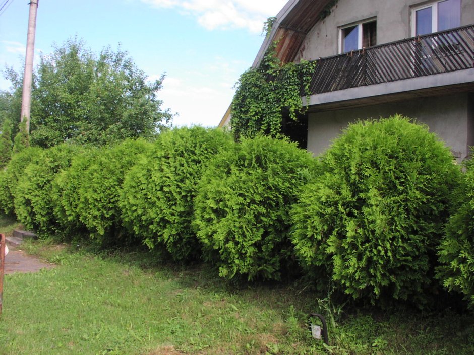 Туя Западная globosa Aurea