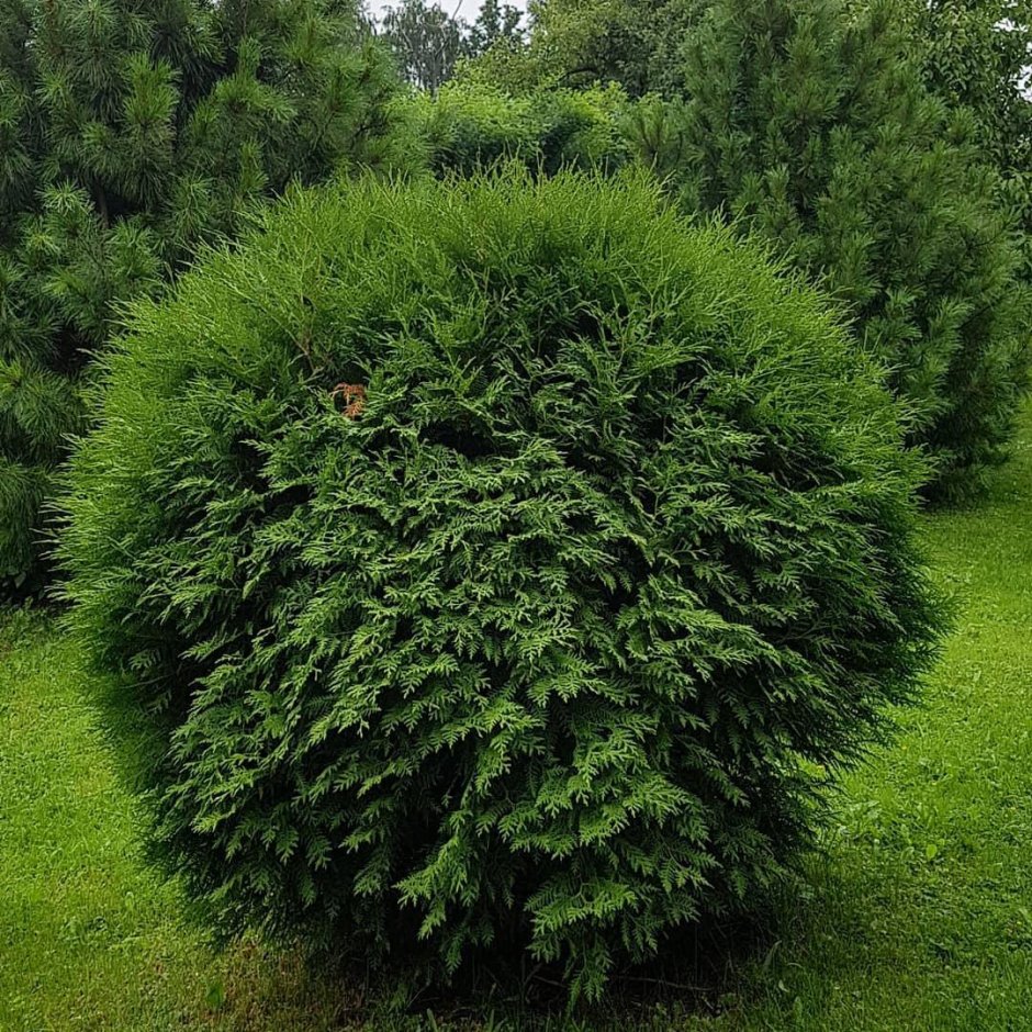 Туя Западная Woodwardii