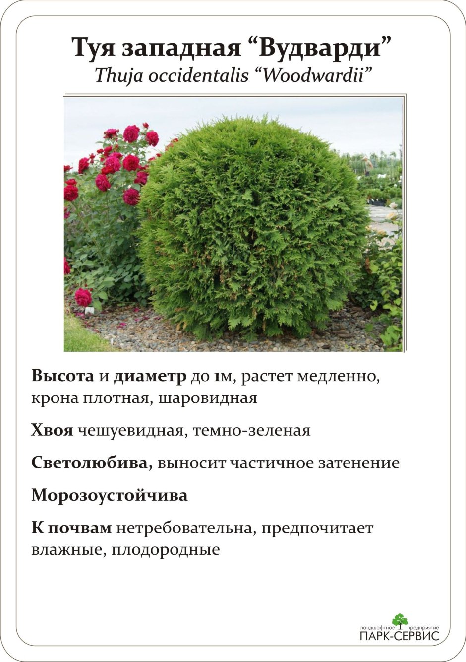 Туя Западная Глобоза