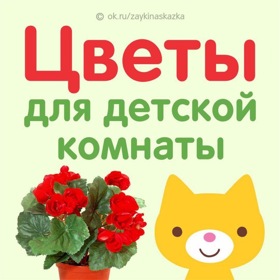 Комнатные растения для детской комнаты
