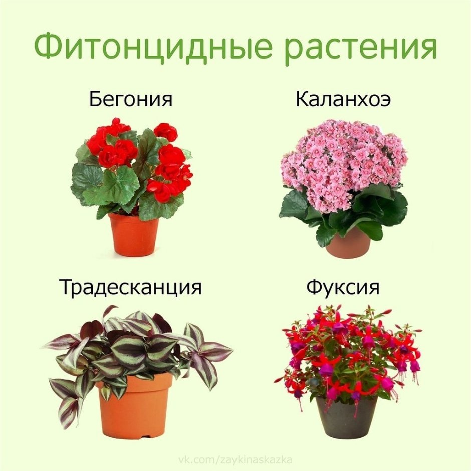 Фон цветочки детские