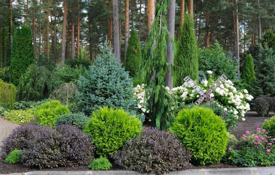 Ель Коника, можжевельник, спирея
