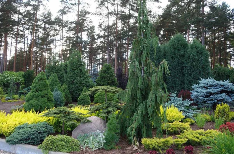 Ель Сербская Пендула
