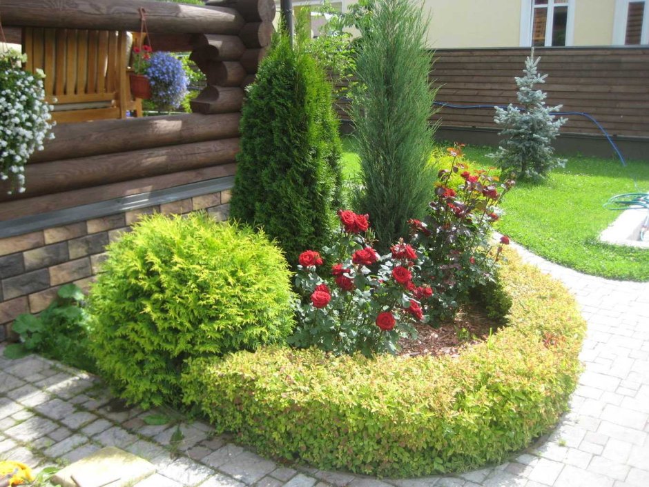 Туя Даника в миксбордере