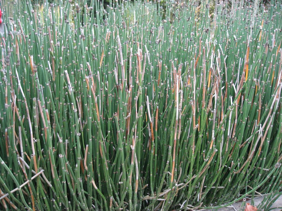 Хвощ зимующий Equisetum hyemale
