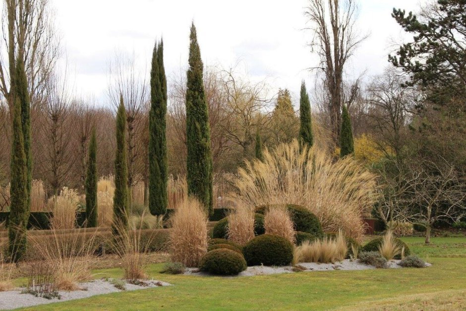 Цвет Equisetum hyemale