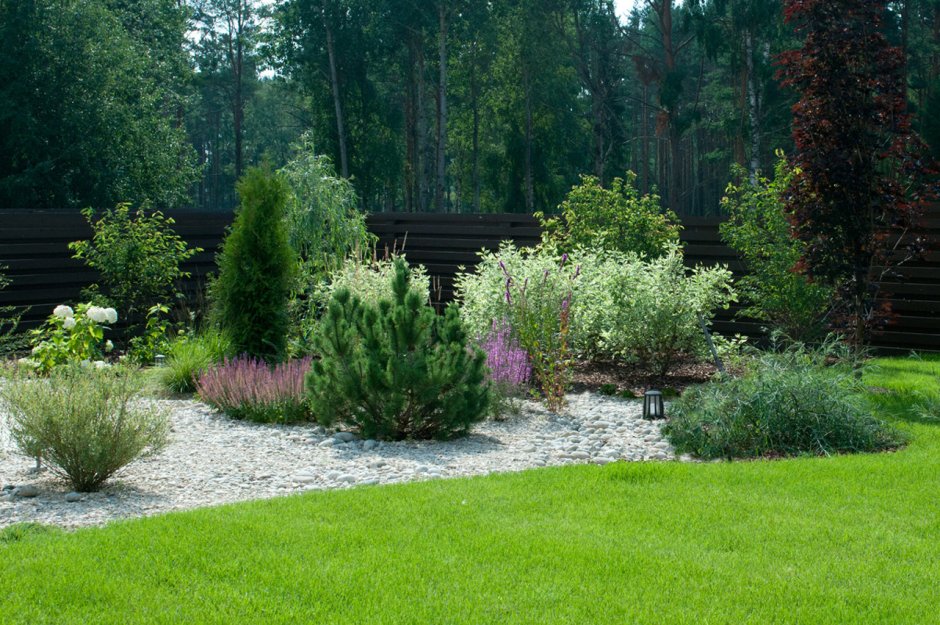 Хвощ зимующий(Equisetum hyemale l.)