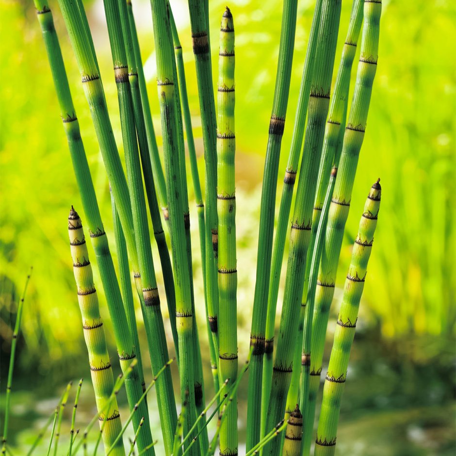 Хвощ (Equisetum)