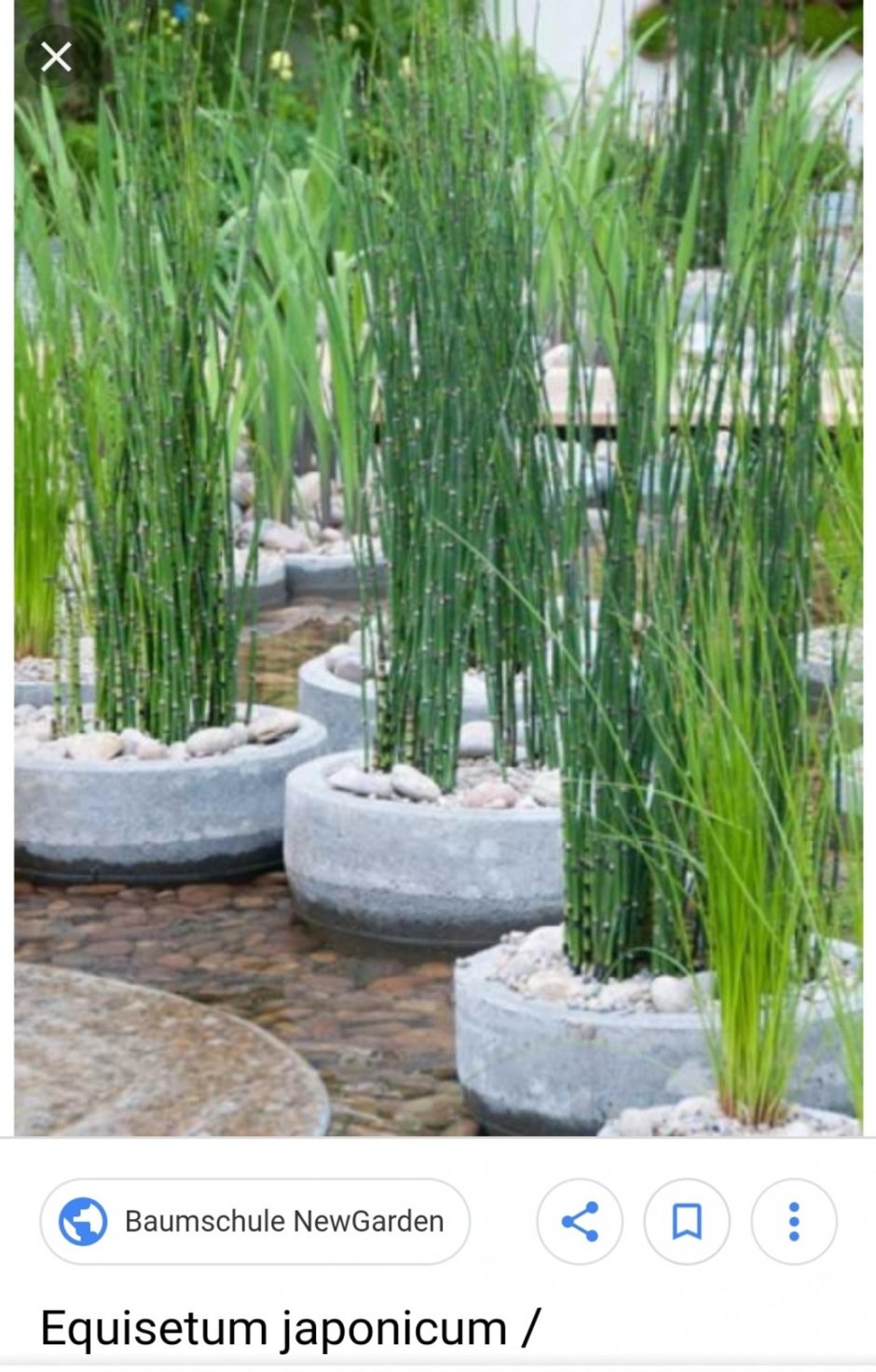 Хвощ японский/Equisetum japonicum