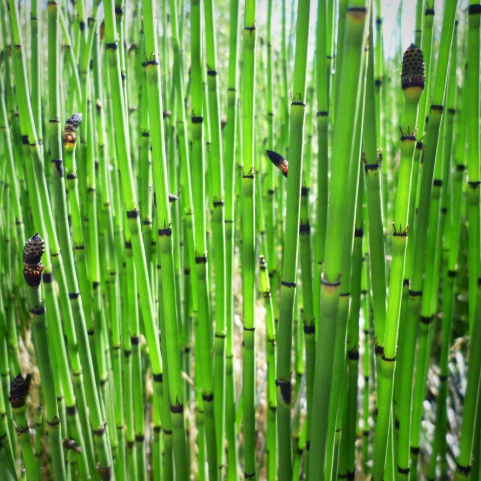 Хвощ зимующий(Equisetum hyemale)-4
