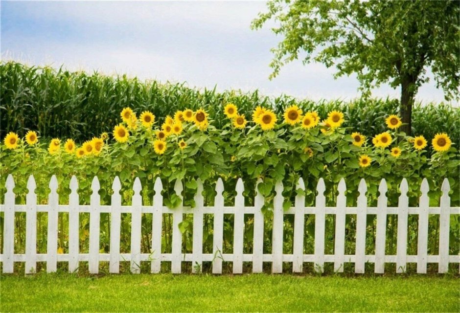 Клумба с подсолнухами