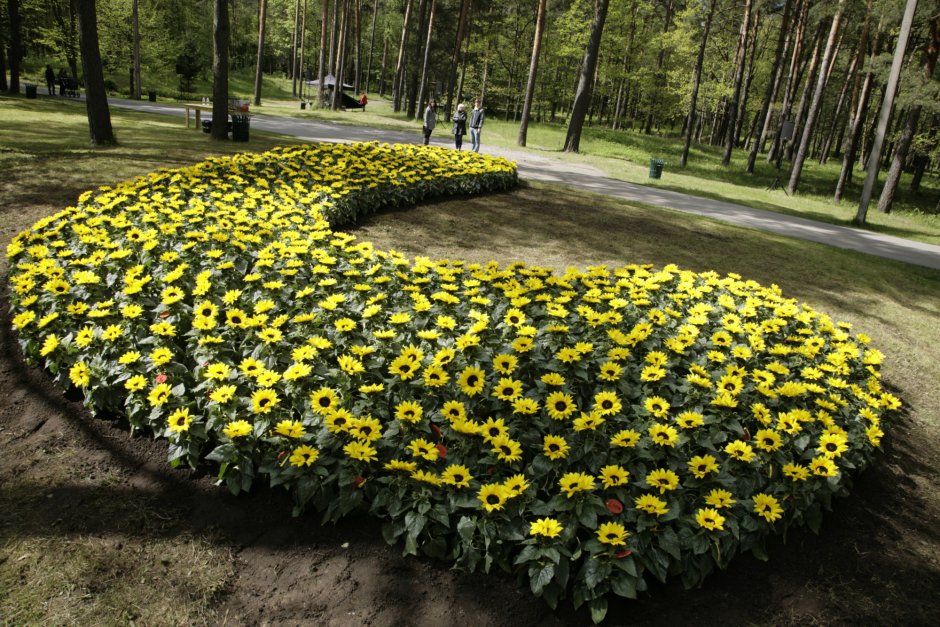 Подсолнухи в огороде