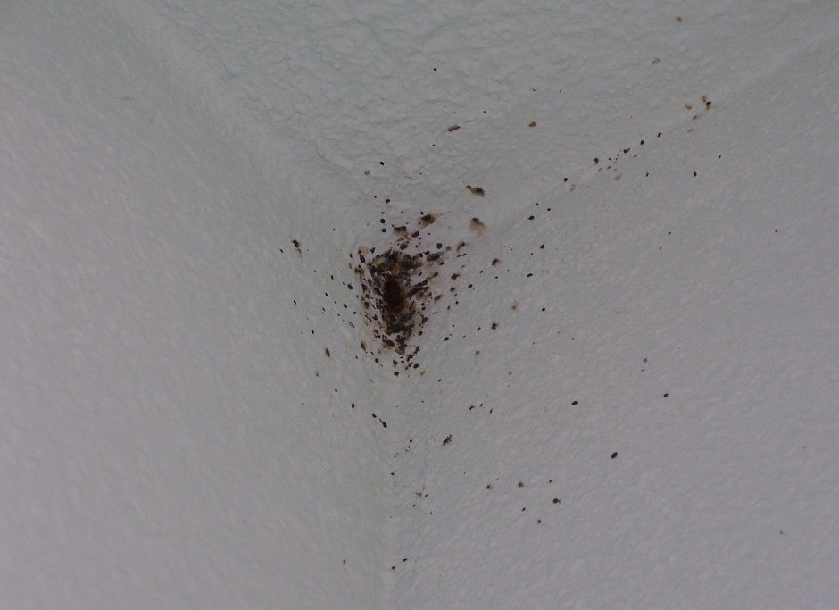 Маленькие прыгающие насекомые в квартире блохи