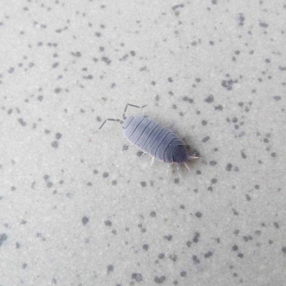 Маленькие насекомые в ванной
