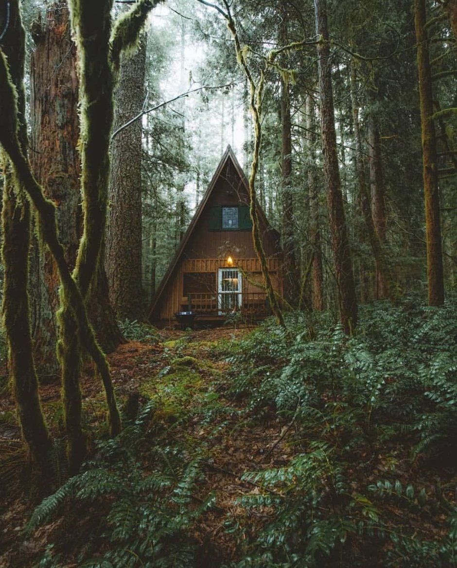 In the Cabin Woods Хижина в лесу Cabin