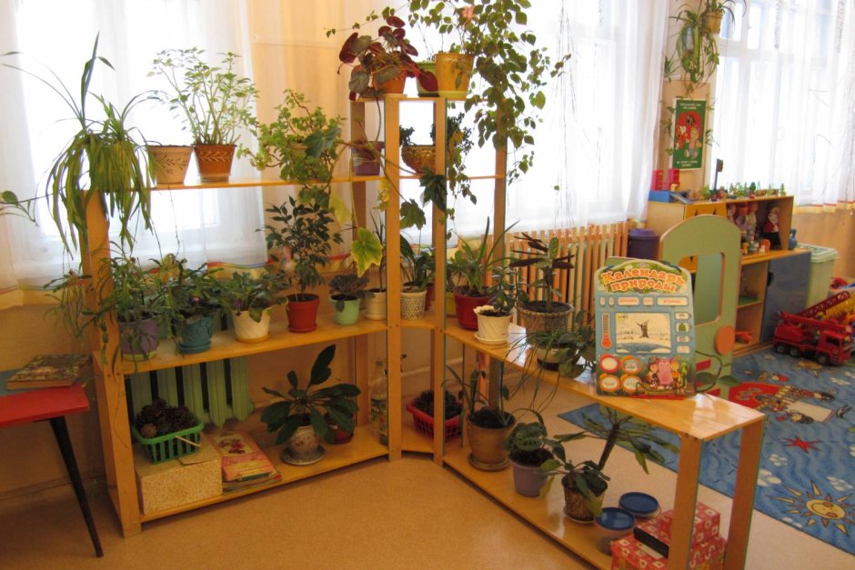 Уголок природы в детском саду