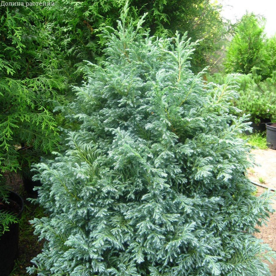 Кипарисовик горохоплодный «булевард» Chamaecyparis pisifera “Boulevard”