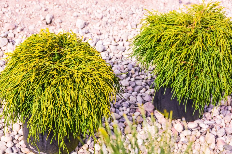 Кипарисовик горохоплодный «булевард» Chamaecyparis pisifera “Boulevard”
