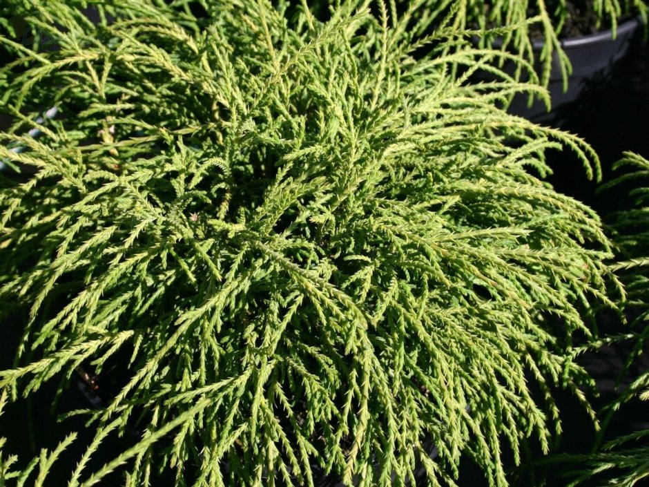 Кипарисовик pisifera Snow