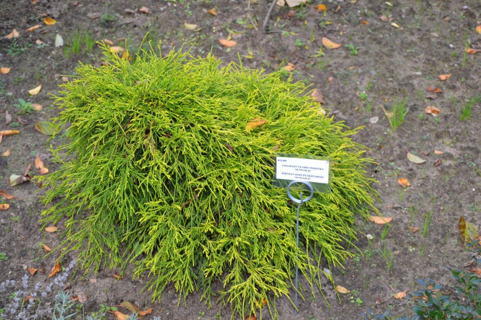 King's Gold, Cripps, and Gold Mops (Chamaecyparis pisifera)