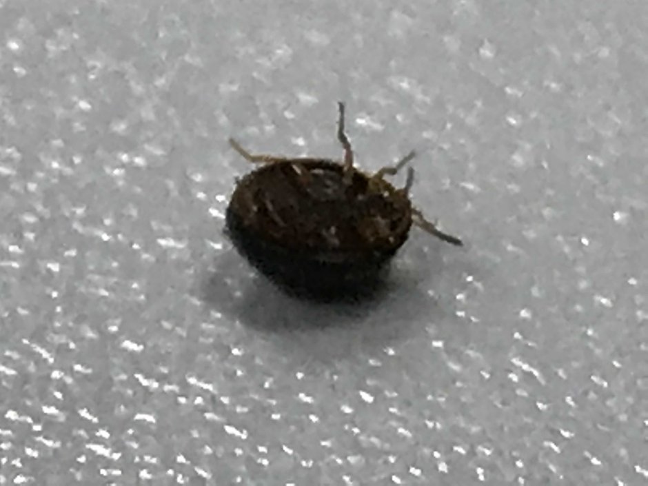 Жучок на паласе Black Bug
