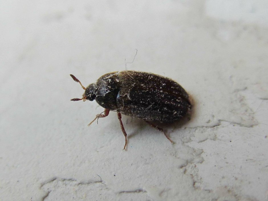 We see small Bugs
