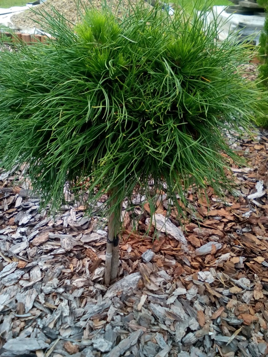 Pinus (сосна) m. Varella