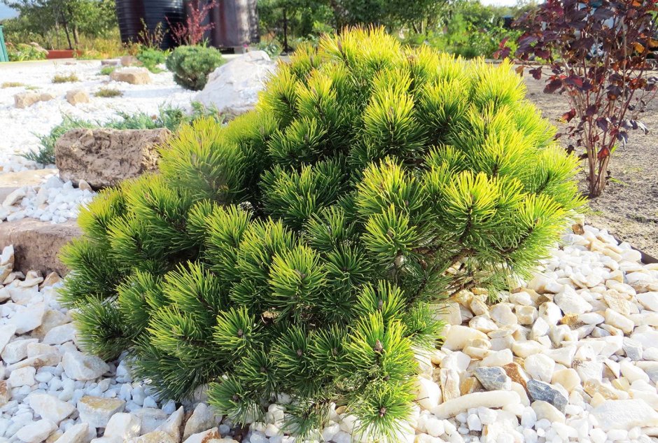 Pinus mugo Varella (pa)