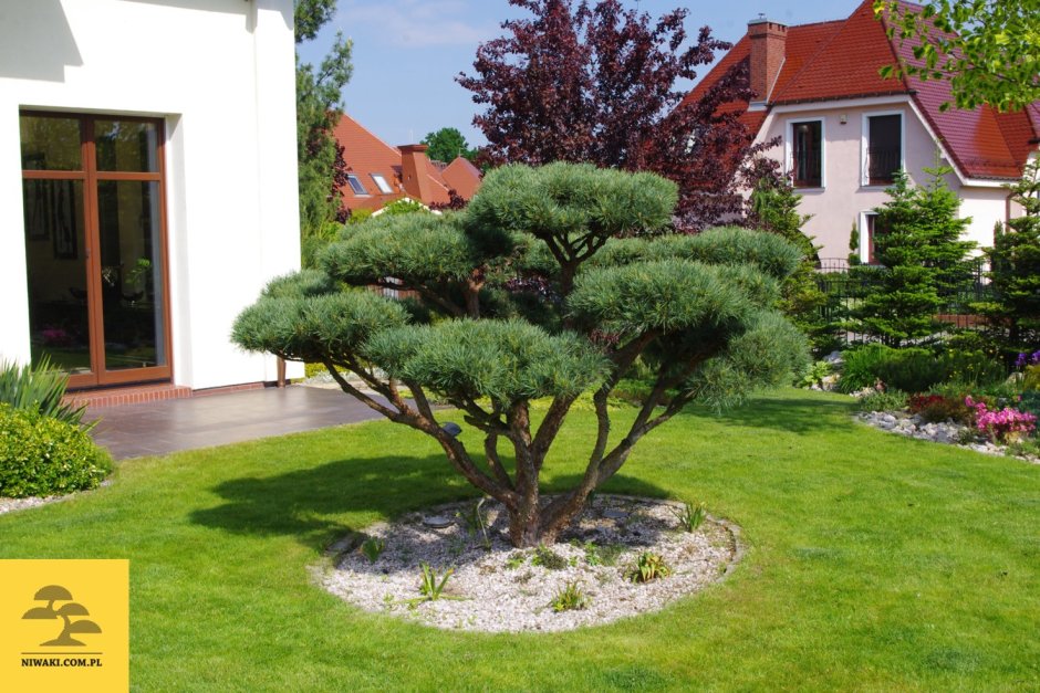 Pinus Sylvestris Albyns