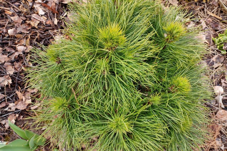 Сосна Горная (Pinus mugo Varella