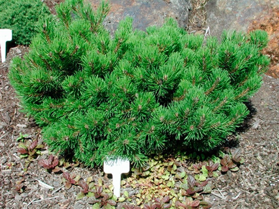 Pinus mugo nerost