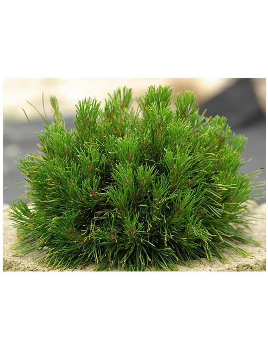 Pinus nigra 'bambino'
