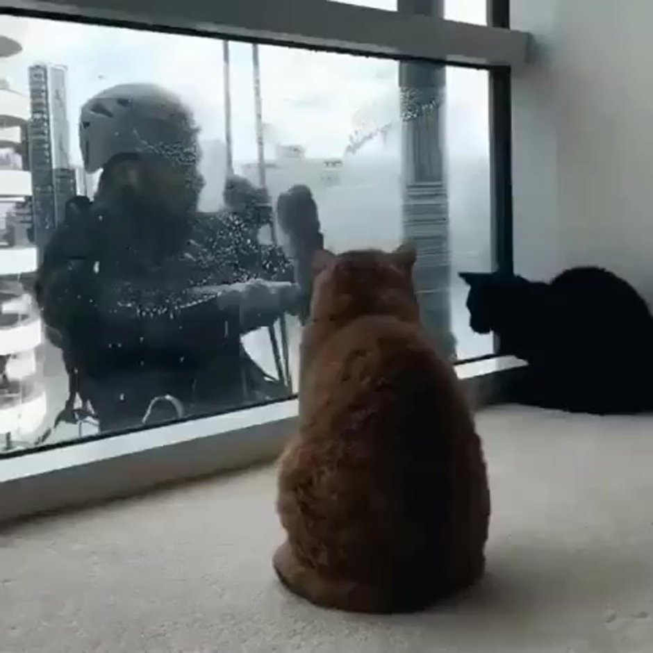 В окно весело играя. Кот в окне Мем. Котенок у окна Мем. Окно в окне Мем. Мойщик окон и кот гифка.