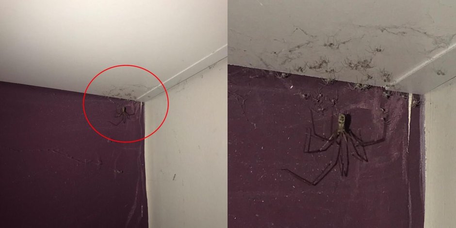 Большие пауки в углах комнаты