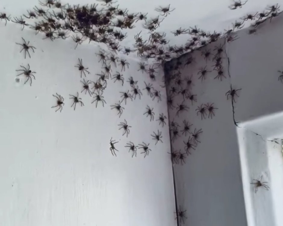 Австралийское Нашествие пауков