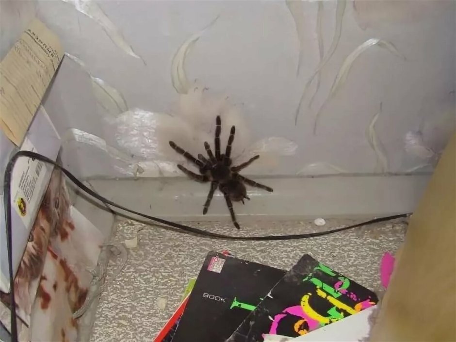Большие пауки в квартире