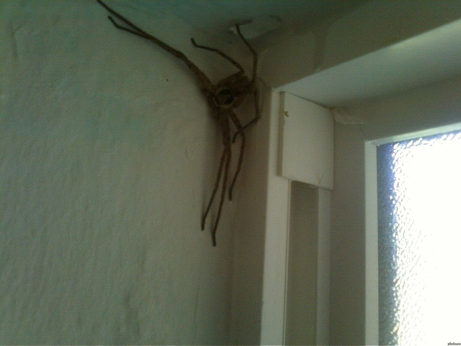 Огромный паук ползет по дому