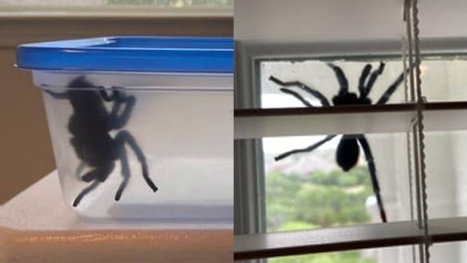 Большой паук на двери