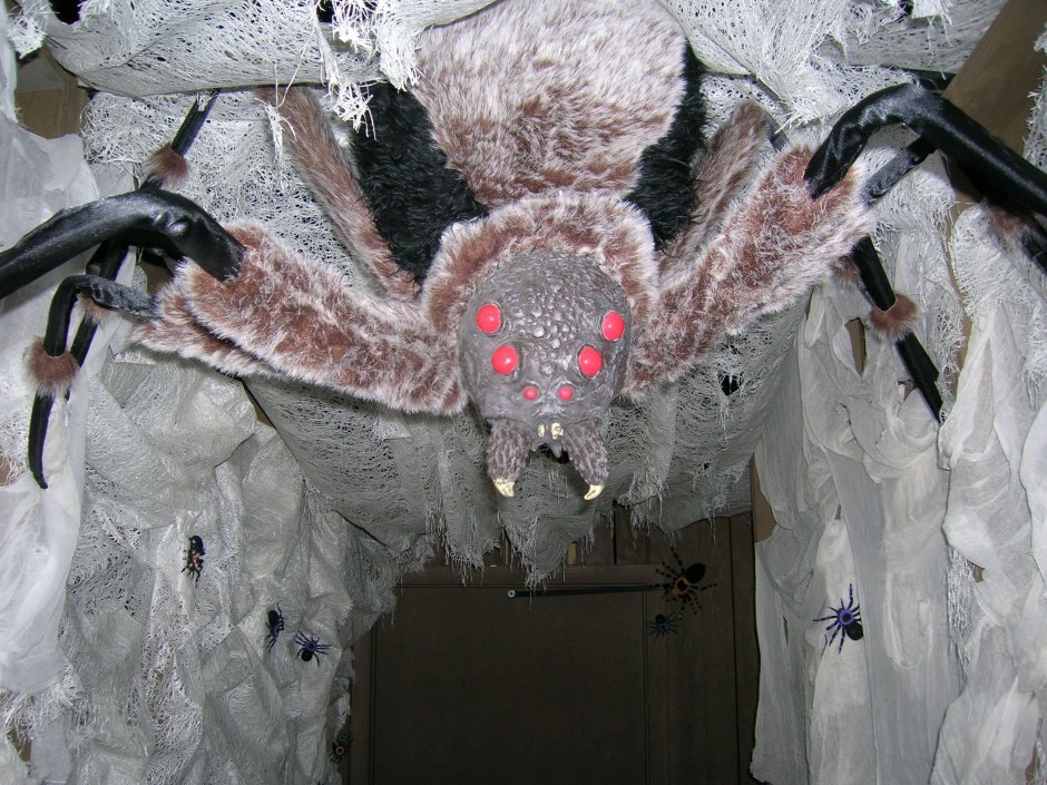Паучье гнездо в квартире