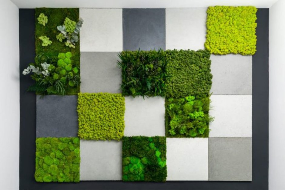 Нефролепис фитостена