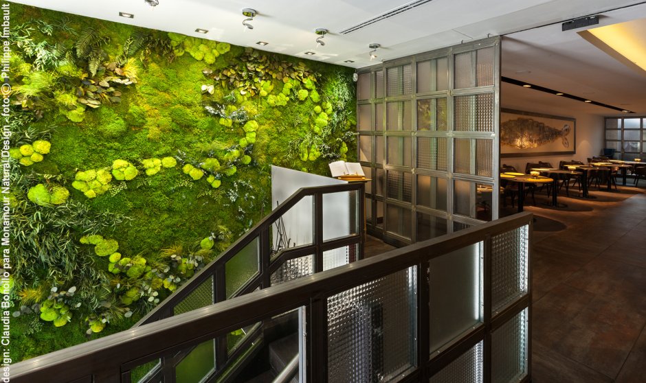 Фитостена Грин вол