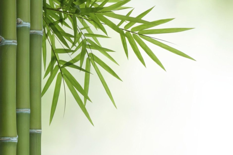 Обои Farrow & Ball Bamboo